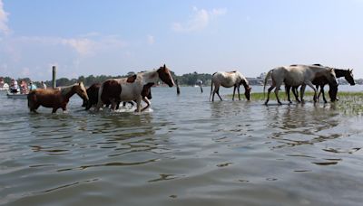 Thousands watch Chincoteague wild ponies complete 99th annual swim in Virginia