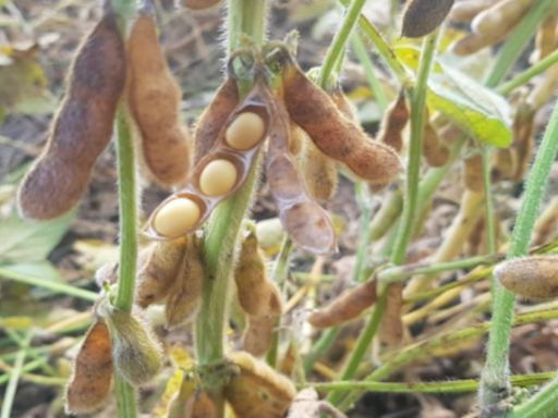 “El Estado argentino recaudará U$S 14.166 millones del cultivo de soja”, advierten ante la presión tributaria