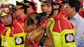 Ecuador's firefighters bestow honors on 5 rescue dogs at retirement ceremony