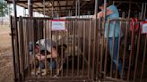 'You can relax at an environment like this': Eastern NM fairgrounds gives evacuees chance to house pets or find them