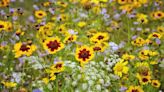 15 Full-Sun Annuals That Will Add Beautiful Color To Your Garden All Summer Long
