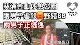 兇殘！葵涌金山休憩公園兩行男虐殺野豬BB 兩男子正逃逸