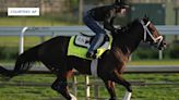 Kentucky Derby horse Fierceness trains at Palm Beach Downs