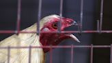 Loud, proud and fowl: Are these the noisiest competitors at the Kentucky State Fair?