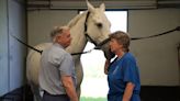 Horses to help with mental health wellness at Bergen Equestrian Center in Leonia