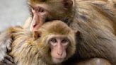 Los monos tienen sexo homosexual frecuentemente