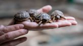 Impulsada una formación de voluntarios para preservar los nidos de tortuga boba en el Garraf y Baix Penedès