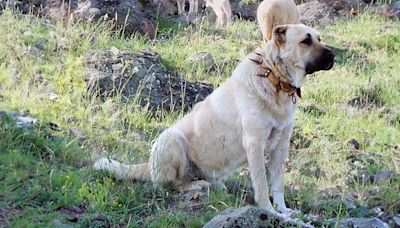 El enorme perro guardián milenario con apariciones en la Biblia y en el cine, cuál es su origen