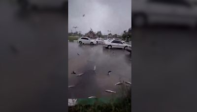 Lluvia de peces en Irán: ¿Cómo se produce este extraño fenómeno? - MarcaTV