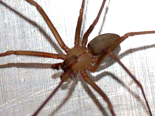 Georgia woman rushed to the hospital after multiple bites from venomous brown recluse spider