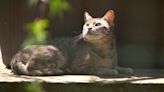 Minnesota's Wildcat Sanctuary breaks ground on $1.2 million expansion project