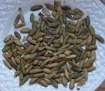 Pumpkin seed