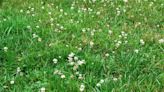 The Pros and Cons of a Clover Lawn