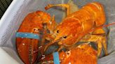 PETA Wants Red Lobster's Rare Lobster Returned To Sea