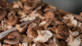 How to (deliberately) grow your own mushrooms at home