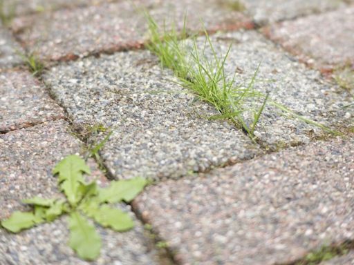 Remove weeds from patios in 1 hour with gardener’s amazing homemade weed killer