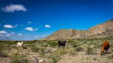 DRIED UP: Texas cattle industry faces existential crisis from historic drought