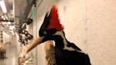 Is the ivory-billed woodpecker officially extinct? Not yet, but these 21 animals are