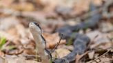 World Snake Day: Here are 10 slithery reptiles found in Corpus Christi