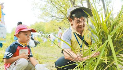 新北溼地割稻趣 7月9日免費報名 - 地方新聞