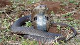 Researchers discover new antidote for cobra bites