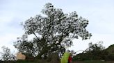 Signs of life spotted at Britain's felled Sycamore Gap tree