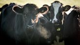 U.K. cows could get methane suppressants to limit farm emissions