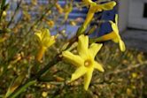 Jasminum nudiflorum