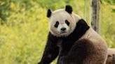 New giant pandas to arrive at Smithsonian's National Zoo by the end of the year