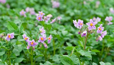 Potato Flowers Are Beautiful, But Should You Remove Them? Pros Say Most Likely