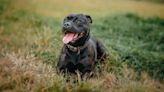 Dog Abuser Banned From Owning Dogs After ‘Sitting On’ Staffy