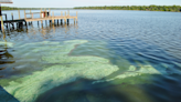 Harmful algae blooms are occurring on the coast of Sarasota Bay