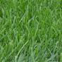 Kentucky Tall fescue grass