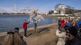 As sea levels and temperatures rise, Washington D.C’s iconic cherry blossoms are under threat