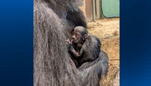 Ohio zoo celebrates birth of critically endangered gorilla