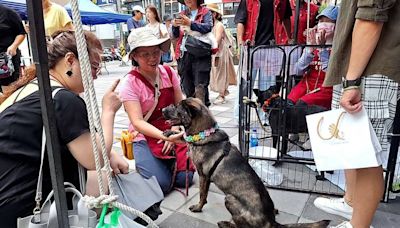 認養浪浪歡慶台灣狗狗節 鏟屎官現學正確飼養方式成棒爸媽