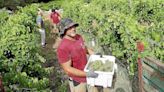 Momento histórico para el sector del vino en Menorca