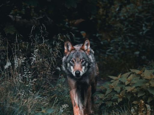 Zoológico en México exhibe la atención clínica a 300 especies de animales