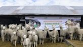 Arequipa: Agro Rural construye 450 cobertizos en zonas altas y entrega kits veterinarios