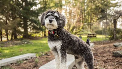 Schnoodle: Dog Breed Characteristics & Care