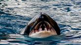 Study makes troubling revelation about killer whales: ‘We’ve really come to learn that you are what you eat’