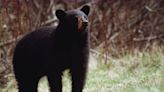 Greenville man photos bear in his yard. Is bear population increasing in the Upstate?