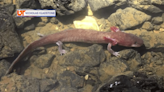 Lawsuit seeks federal protections for rare East TN salamander