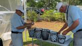Volunteers sort thousands of golf balls by hand at Myrtle Beach Classic