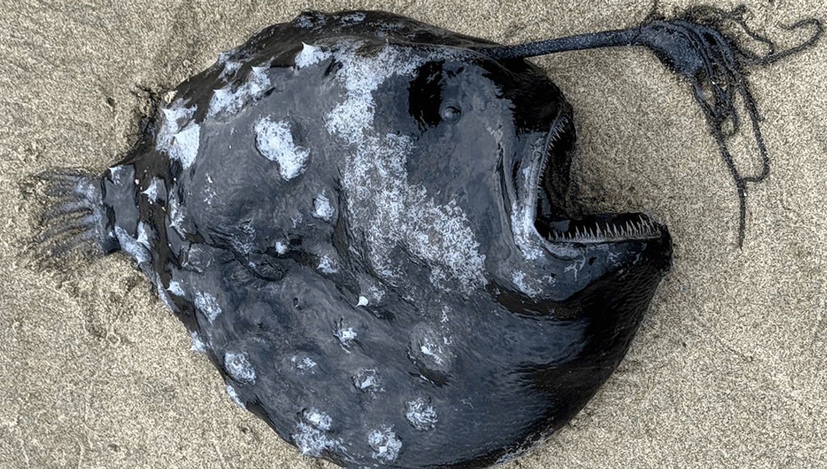 Super Rare Pacific Footballfish Washes Up On Oregon Beach – And It's Terrifying