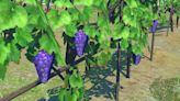 Final Fantasy 14 Keeps Infamous Low-Poly Grapes Amid Dawntrail Graphical Upgrade