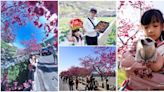 2023 泰安櫻花季|泰安派出所櫻花綻放，賞花、落羽松、採草莓，玩上一整天!