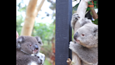 Baby koala – rescued at 6.7 ounces – reunites with mom after her illness, video shows