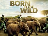 Born to Be Wild (2011 film)