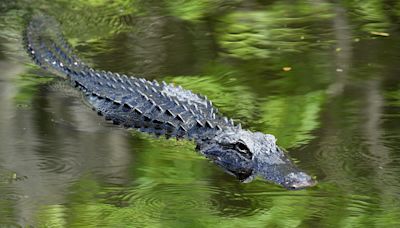 Alligator discovered taking bites out of dead woman in Houston